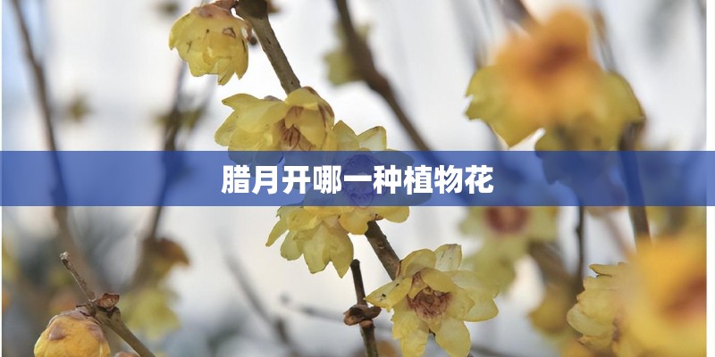 腊月开哪一种植物花