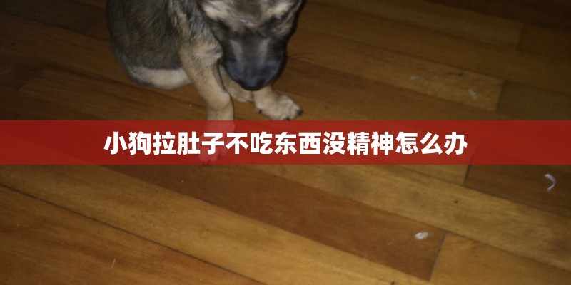 小狗拉肚子不吃东西没精神怎么办