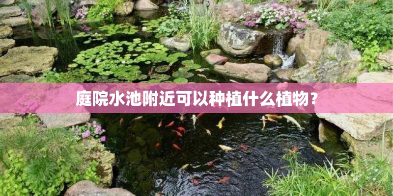 庭院水池附近可以种植什么植物？