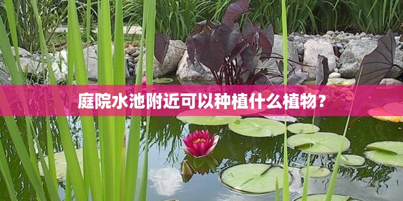 庭院水池附近可以种植什么植物？
