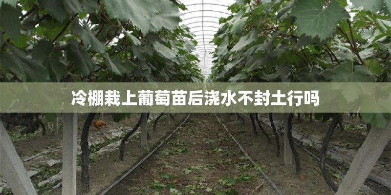 冷棚栽上葡萄苗后浇水不封土行吗