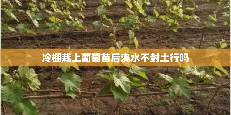 冷棚栽上葡萄苗后浇水不封土行吗