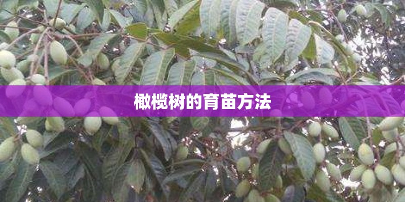 橄榄树的育苗方法