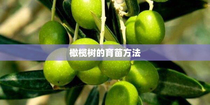 橄榄树的育苗方法