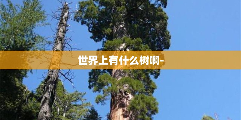 世界上有什么树啊-