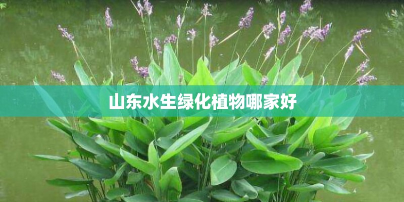 山东水生绿化植物哪家好