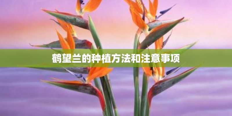 鹤望兰的种植方法和注意事项