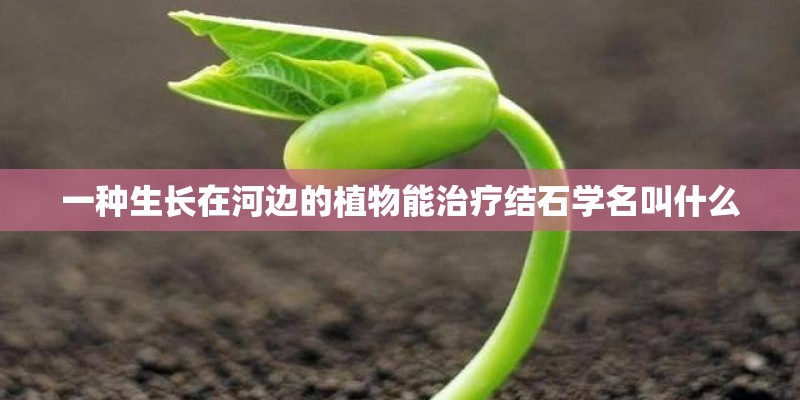 一种生长在河边的植物能治疗结石学名叫什么