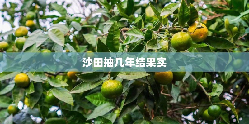 沙田抽几年结果实