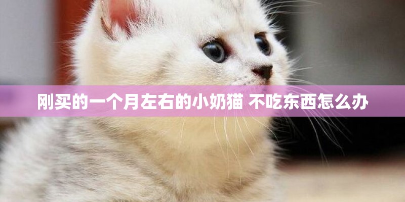 刚买的一个月左右的小奶猫 不吃东西怎么办