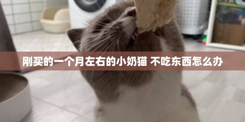 刚买的一个月左右的小奶猫 不吃东西怎么办