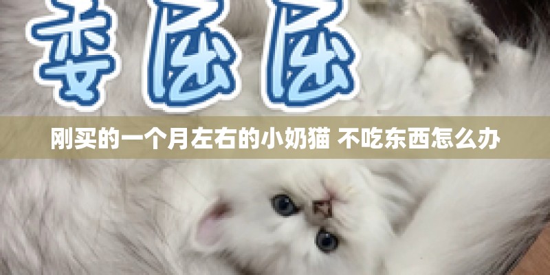 刚买的一个月左右的小奶猫 不吃东西怎么办