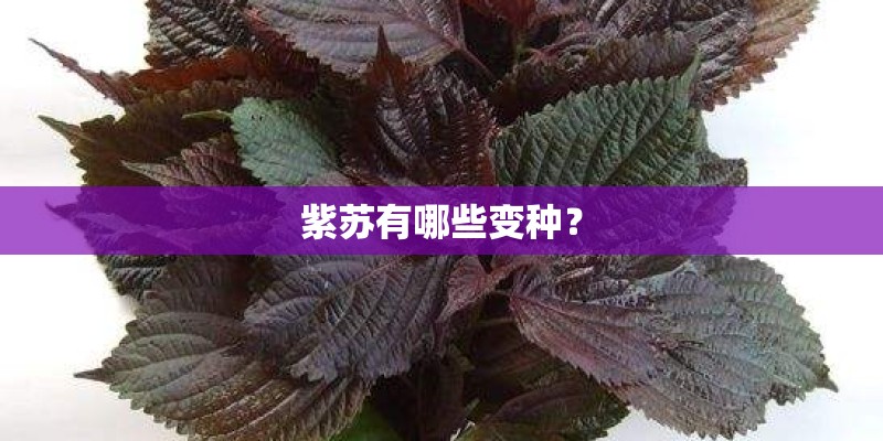 紫苏有哪些变种？