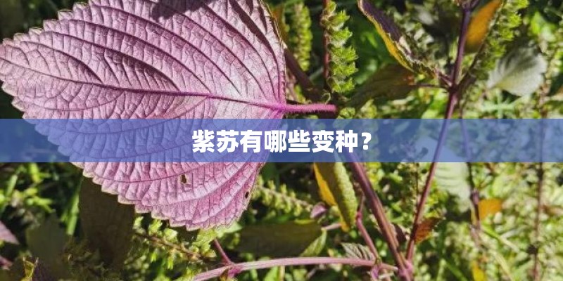 紫苏有哪些变种？