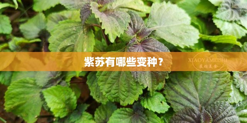 紫苏有哪些变种？