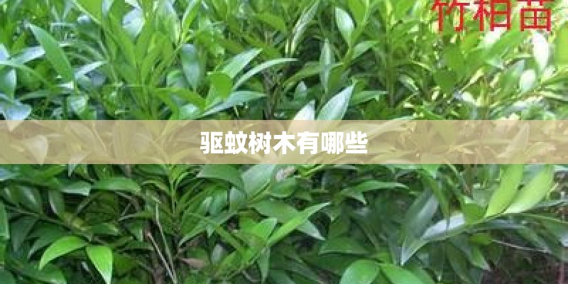 驱蚊树木有哪些