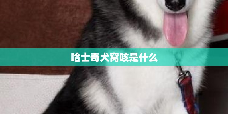 哈士奇犬窝咳是什么