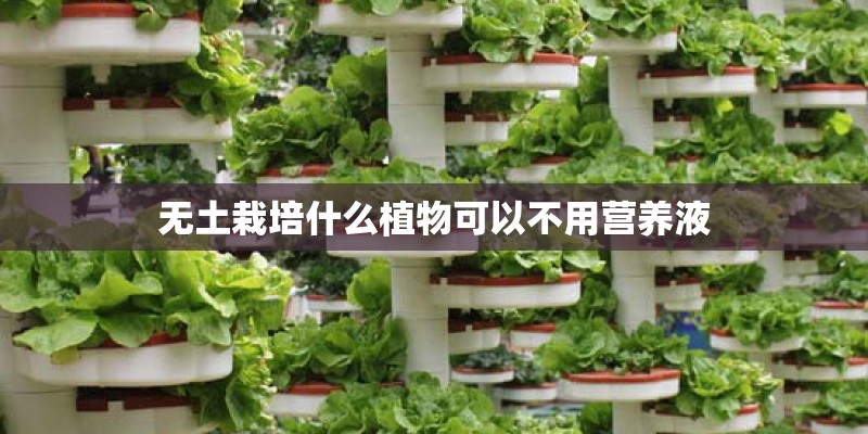 无土栽培什么植物可以不用营养液