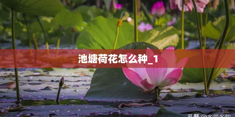 池塘荷花怎么种_1