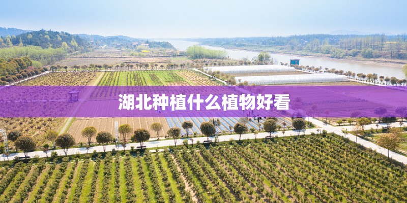 湖北种植什么植物好看