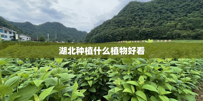 湖北种植什么植物好看