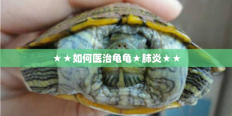 ★★如何医治龟龟★肺炎★★