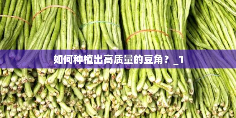如何种植出高质量的豆角？_1
