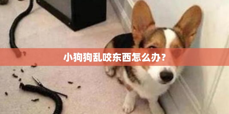 小狗狗乱咬东西怎么办？