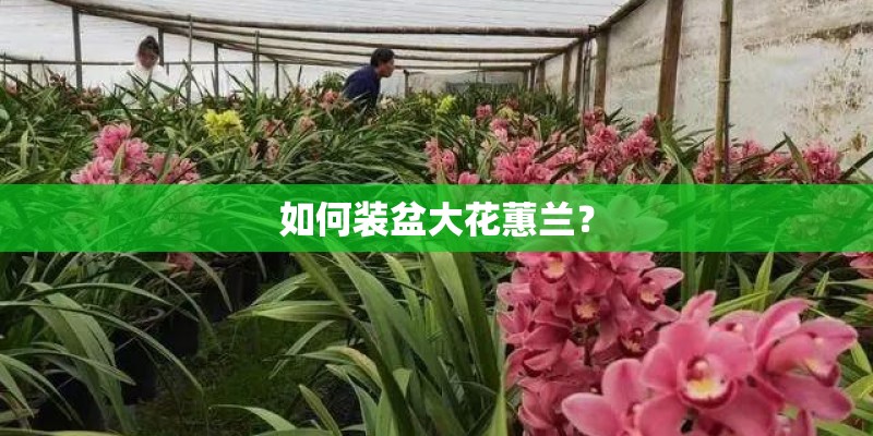 如何装盆大花蕙兰？