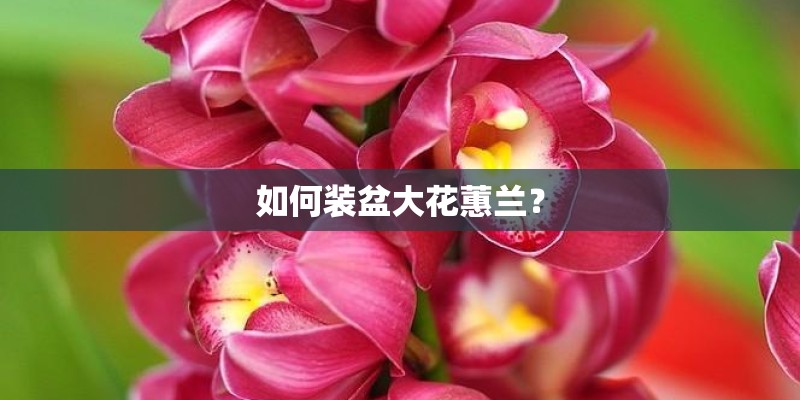 如何装盆大花蕙兰？