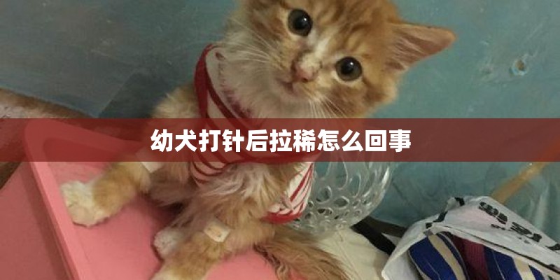 幼犬打针后拉稀怎么回事
