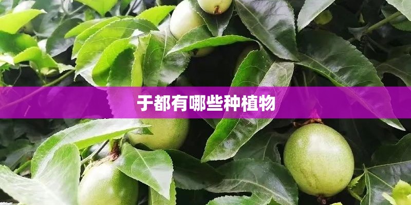 于都有哪些种植物