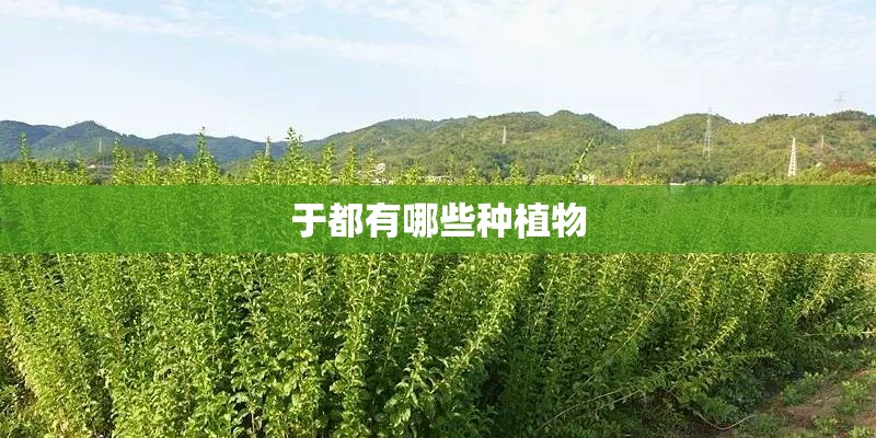 于都有哪些种植物