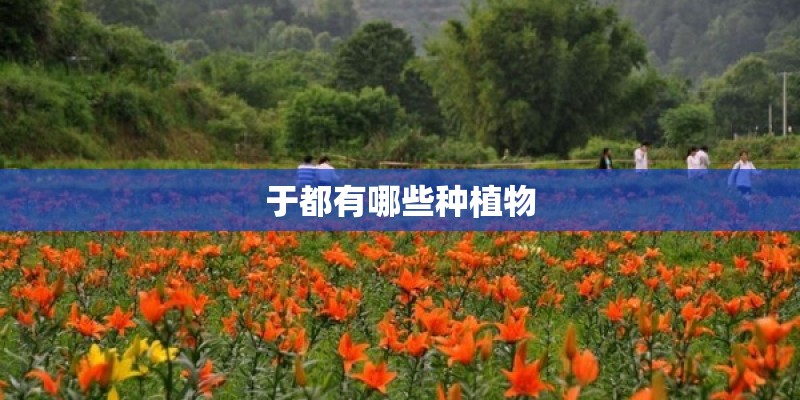 于都有哪些种植物