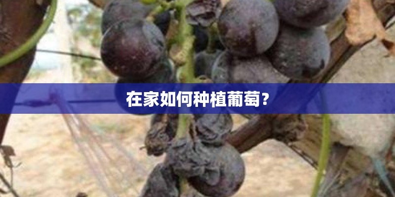 在家如何种植葡萄？