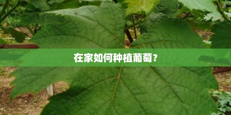 在家如何种植葡萄？