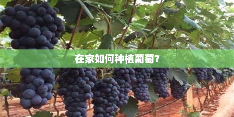 在家如何种植葡萄？