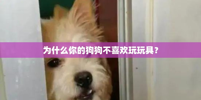 为什么你的狗狗不喜欢玩玩具？