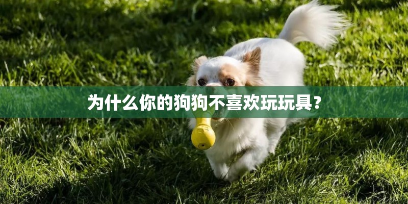 为什么你的狗狗不喜欢玩玩具？