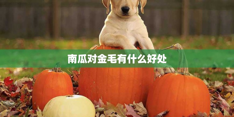 南瓜对金毛有什么好处