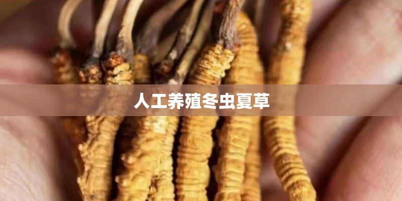 人工养殖冬虫夏草