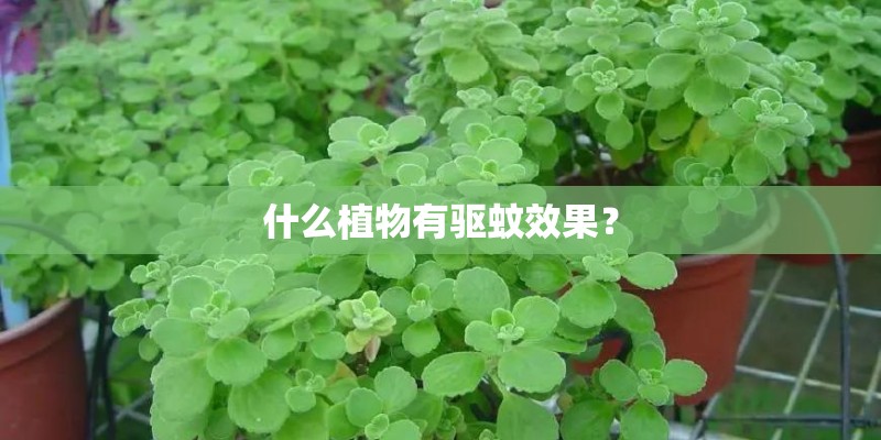 什么植物有驱蚊效果？