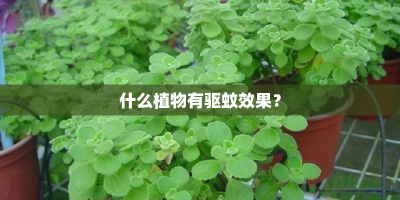 什么植物有驱蚊效果？