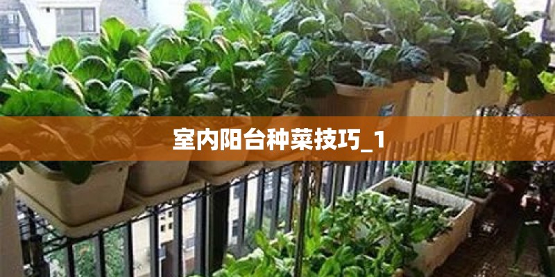 室内阳台种菜技巧_1 室内阳台种菜技巧_1