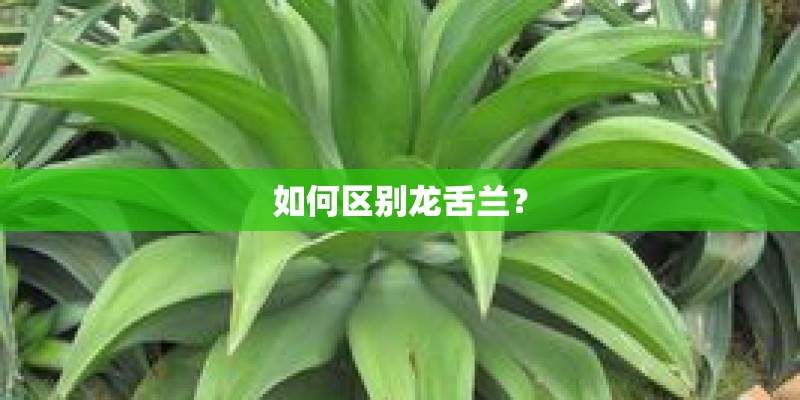 如何区别龙舌兰？