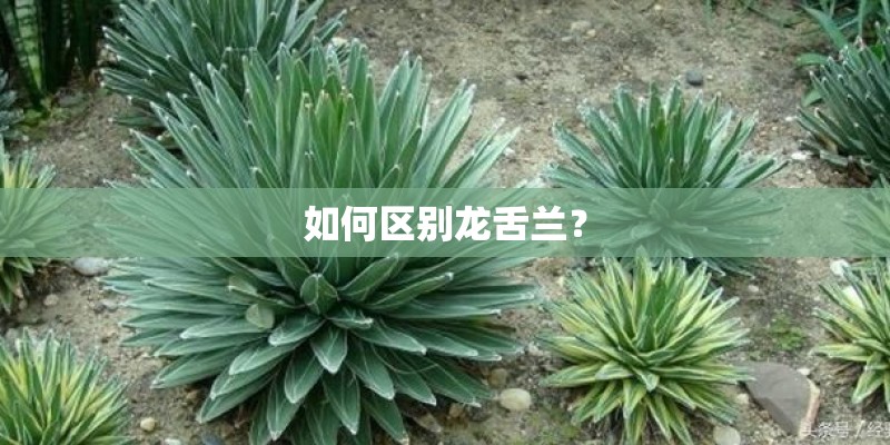 如何区别龙舌兰？