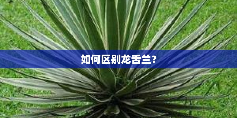 如何区别龙舌兰？