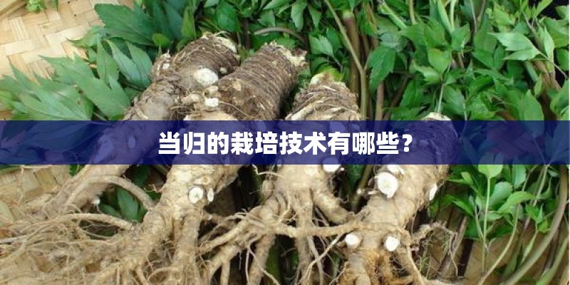当归的栽培技术有哪些？