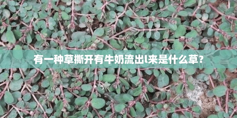有一种草撕开有牛奶流出l来是什么草？