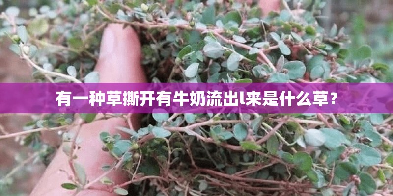 有一种草撕开有牛奶流出l来是什么草？